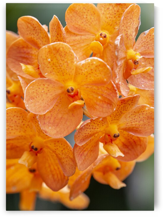 Bright Botanicals - Orange Orchids by PopArtApparel