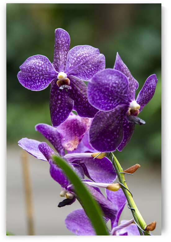 Bright Botanical - Purple Orchids by PopArtApparel